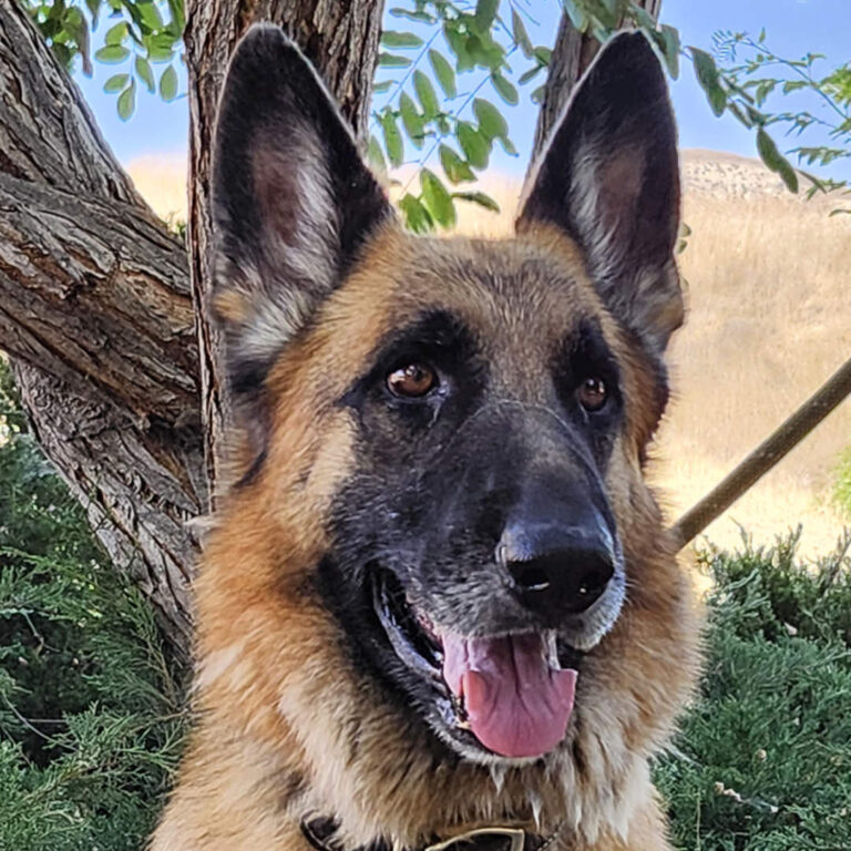 Adoptable Dog Atlas