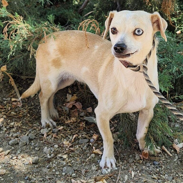 Adoptable Dog Caramel