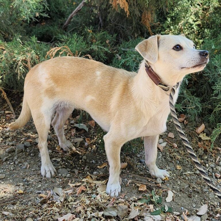 Adoptable Dog Caramel