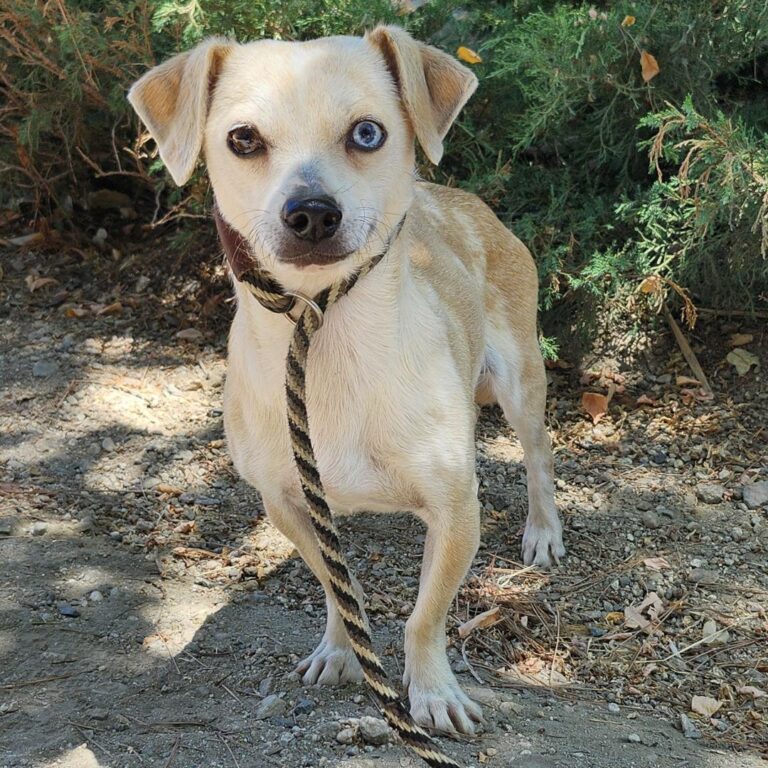 Adoptable Dog Caramel