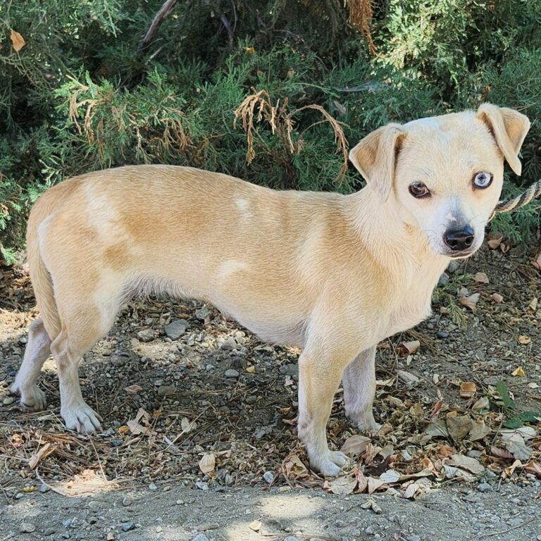 Adoptable Dog Caramel