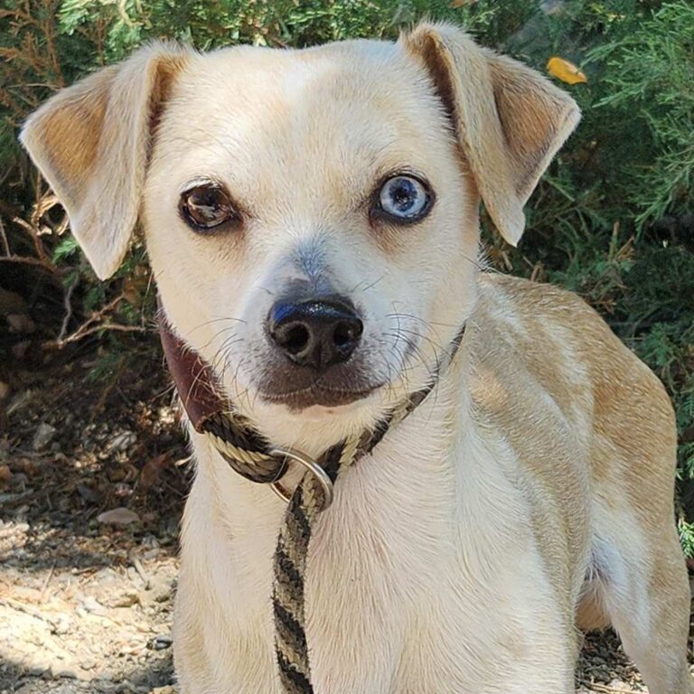 Adoptable Dog Caramel