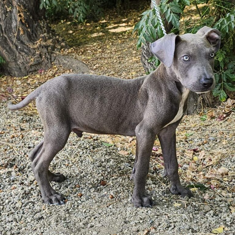 Adoptable Dog Colin