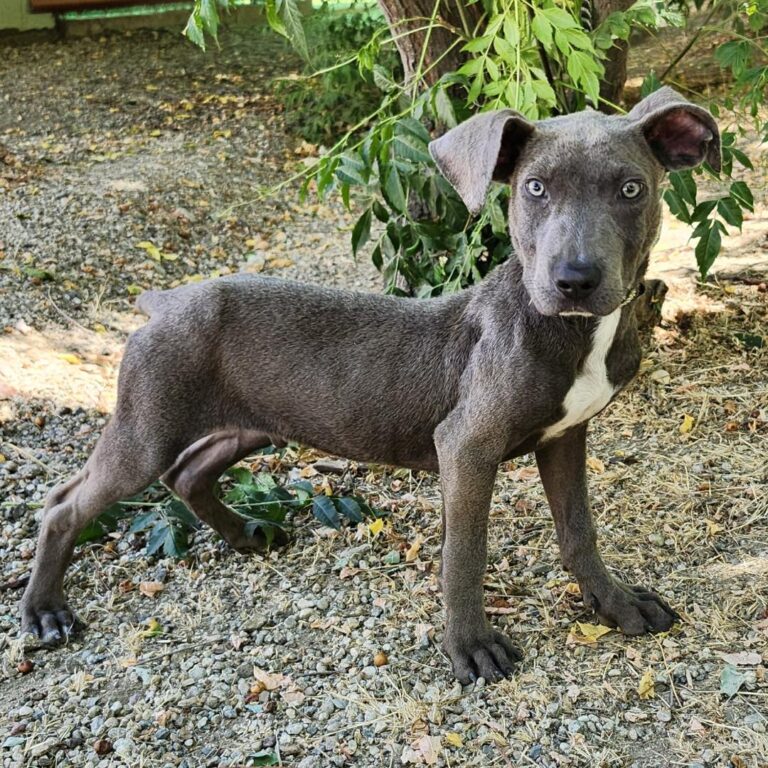 Adoptable Dog Colin