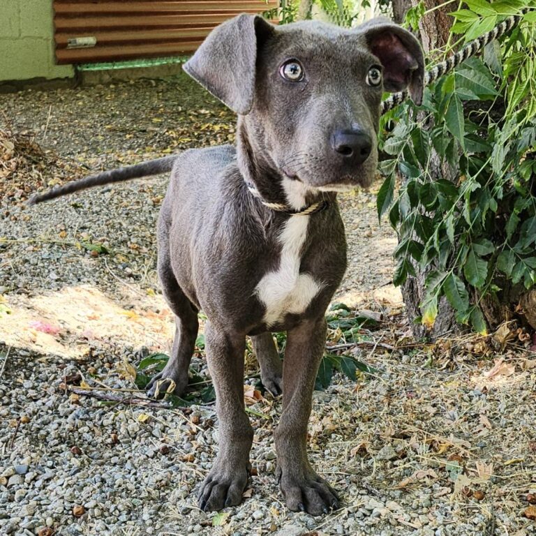 Adoptable Dog Colin