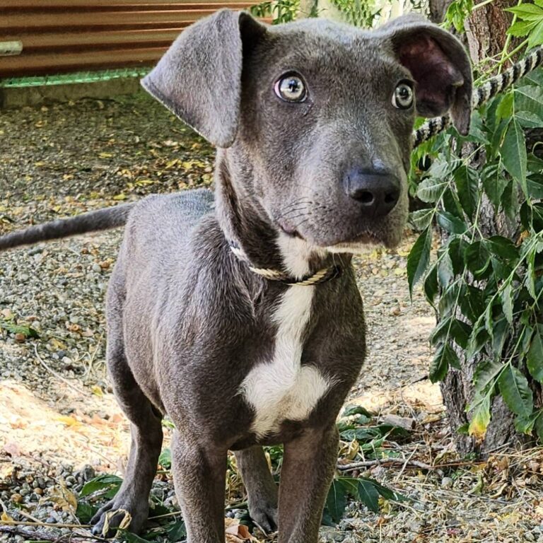 Adoptable Dog Colin