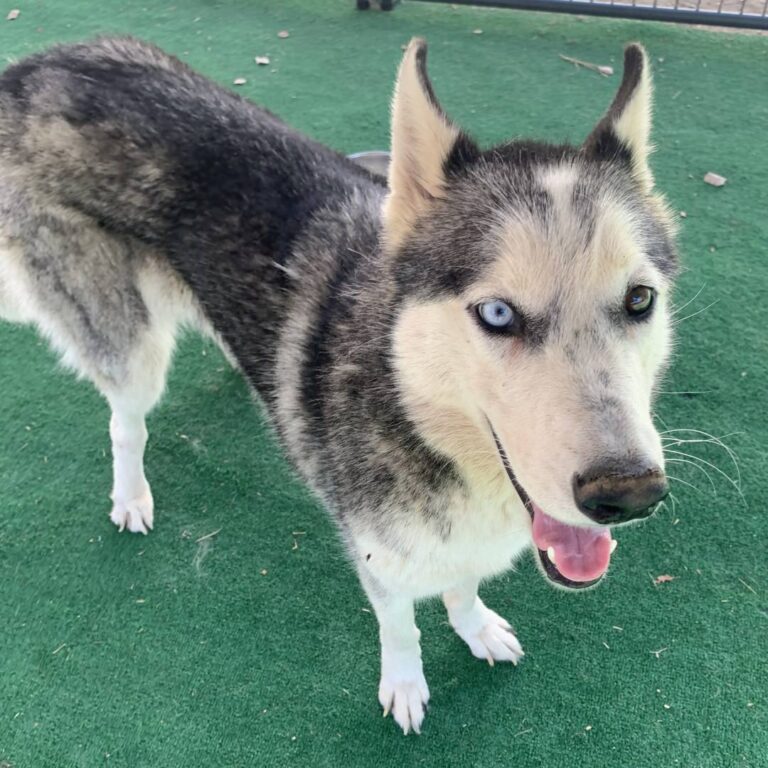 Adoptable Dog Cranberry