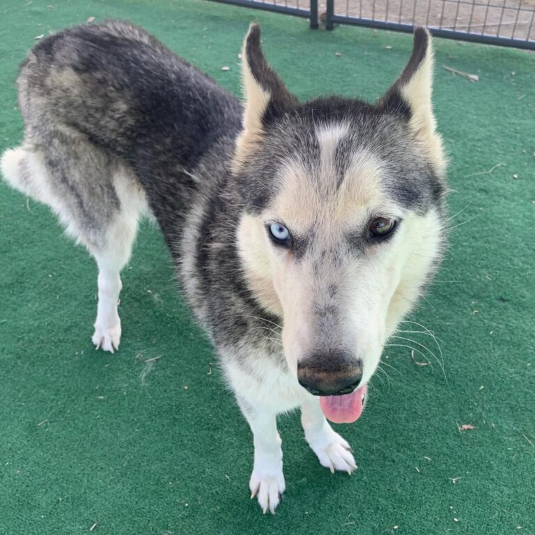 Adoptable Dog Cranberry