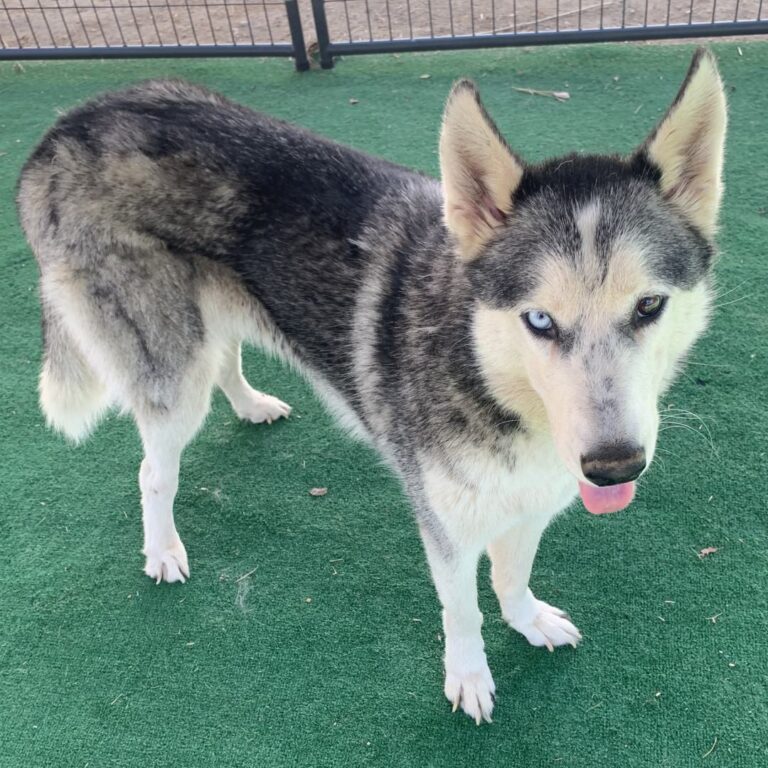 Adoptable Dog Cranberry