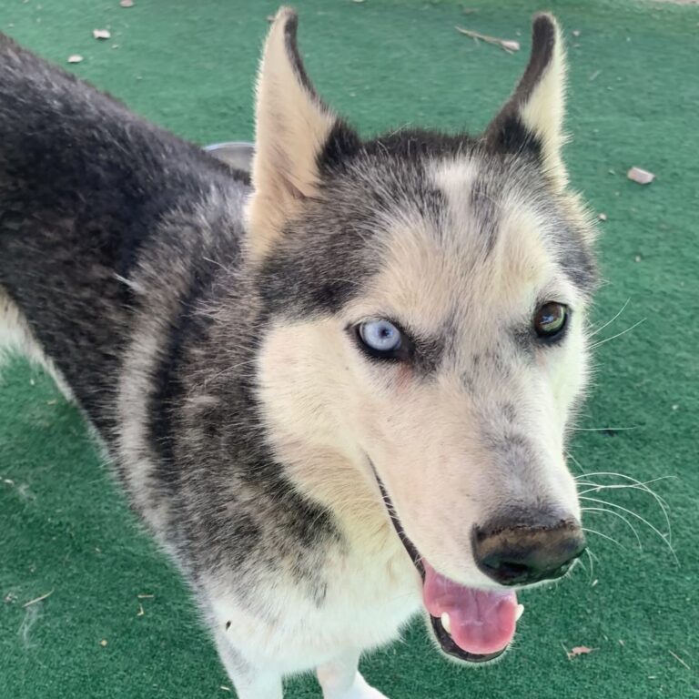 Adoptable Dog Cranberry
