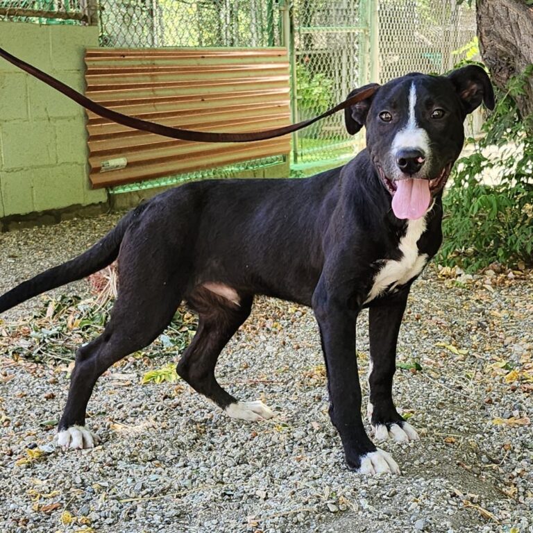 Adoptable Dog Gino