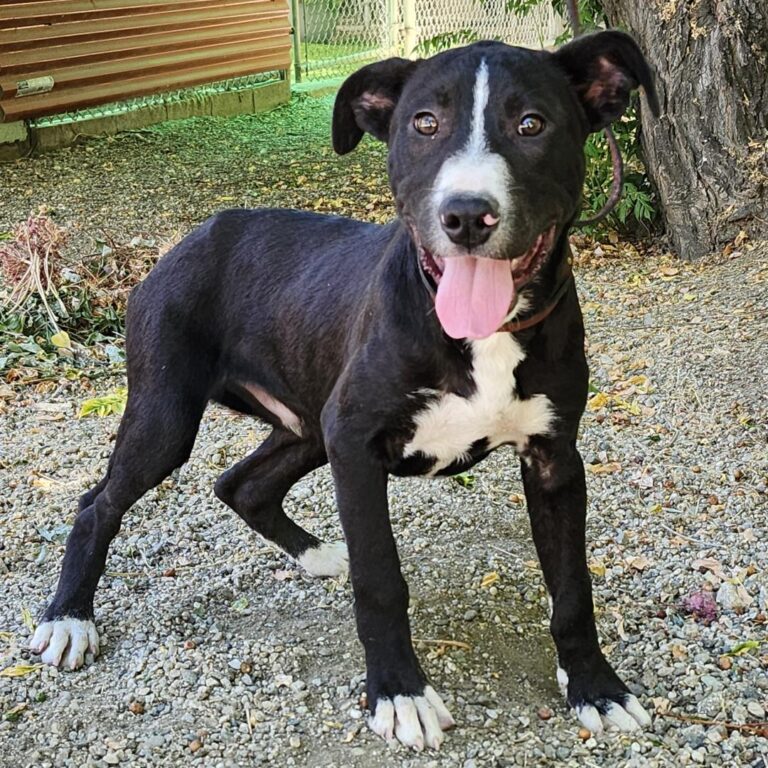 Adoptable Dog Gino