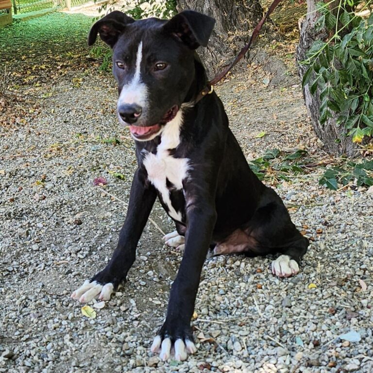 Adoptable Dog Gino