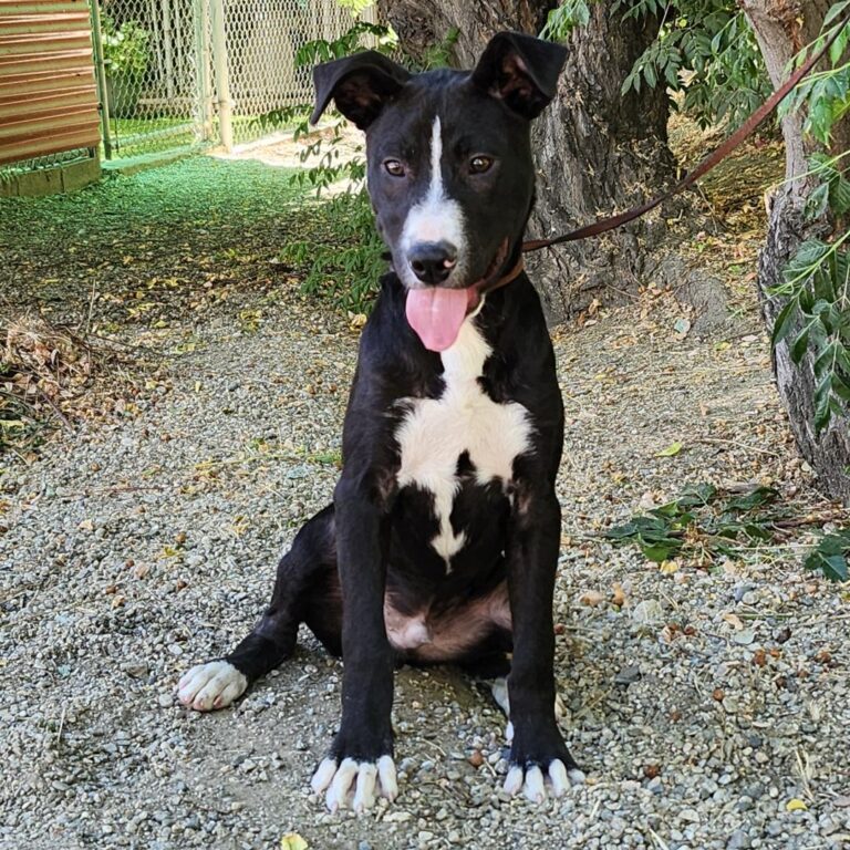 Adoptable Dog Gino