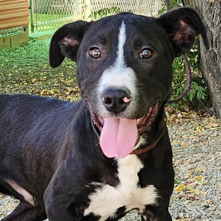 Adoptable Dog Gino