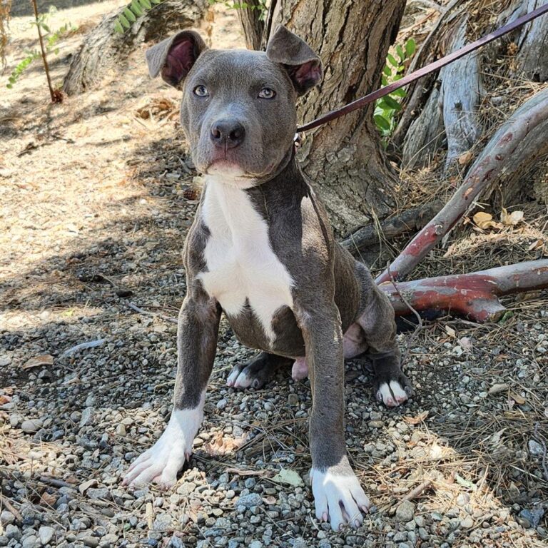 Adoptable Dog James