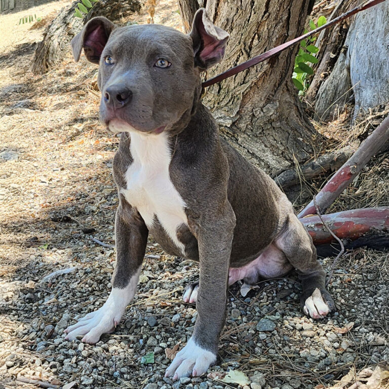 Adoptable Dog James