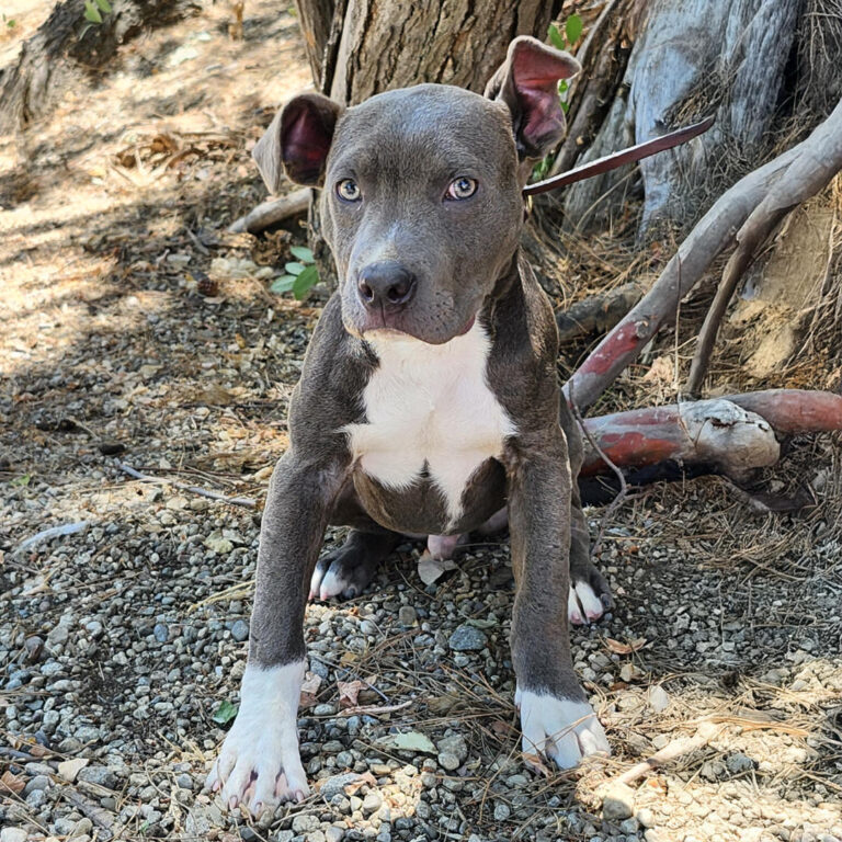 Adoptable Dog James