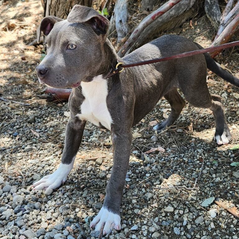Adoptable Dog James
