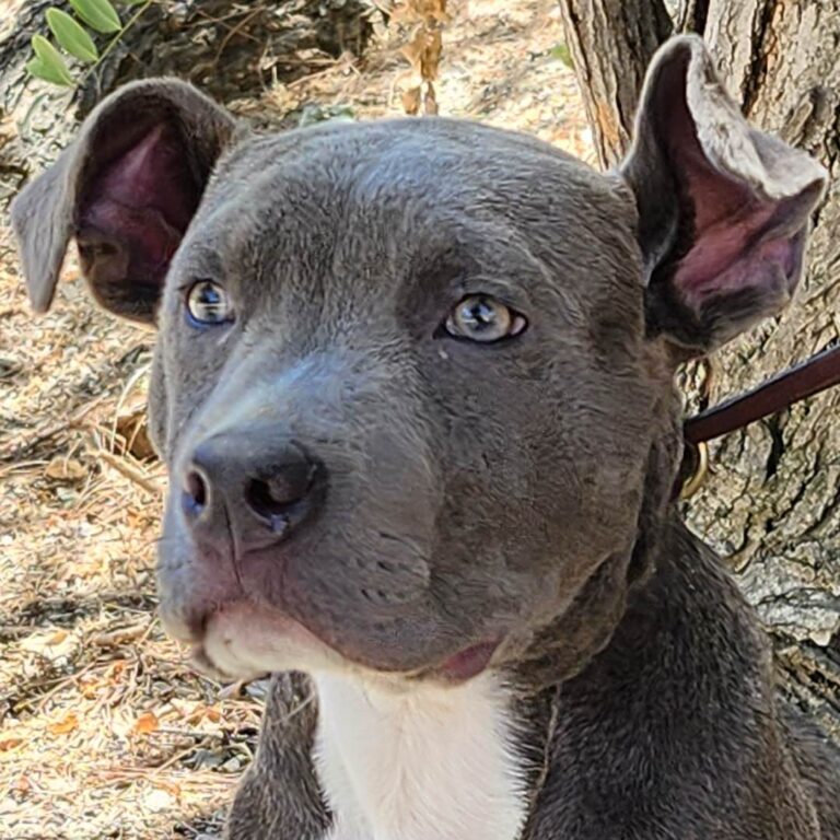 Adoptable Dog James