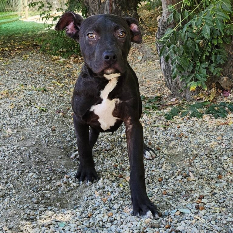 Adoptable Dog Lola