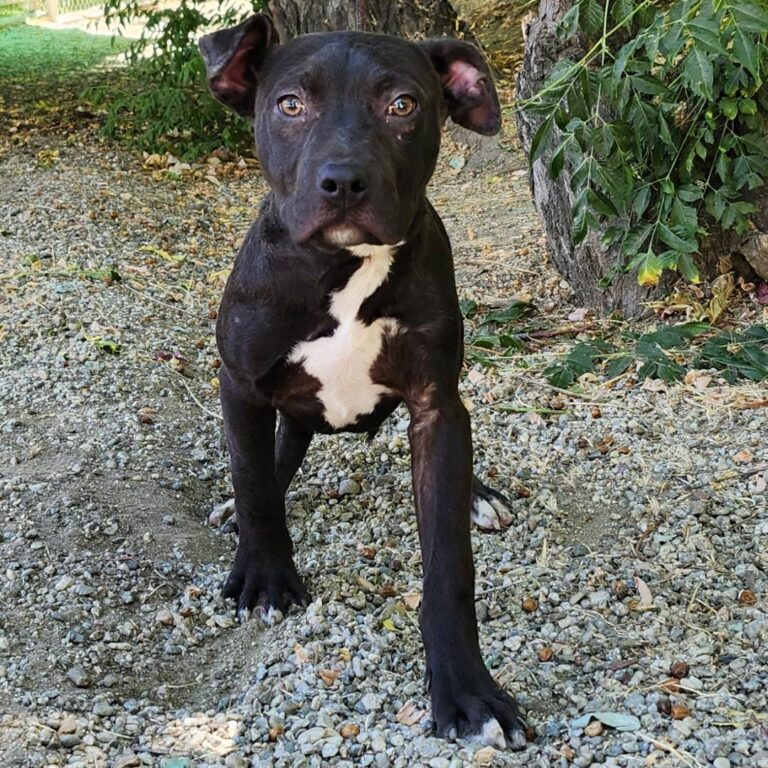 Adoptable Dog Lola
