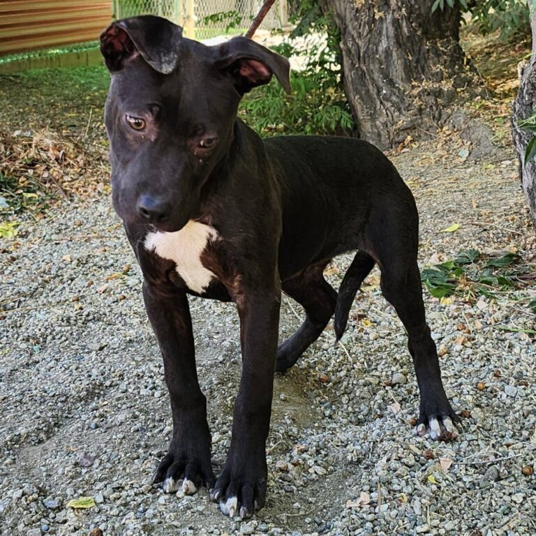 Adoptable Dog Lola