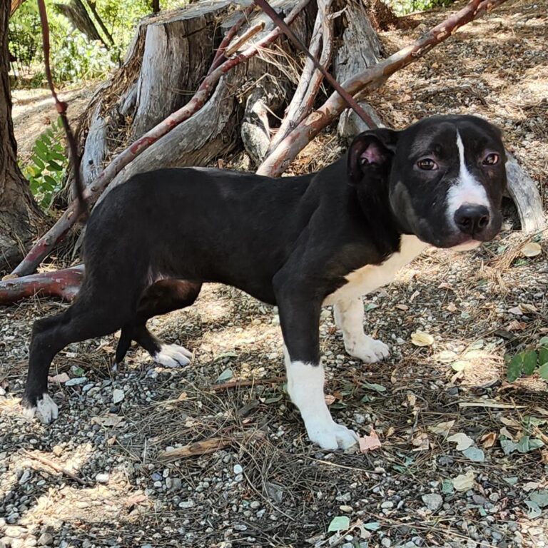 Adoptable Dog Sophie