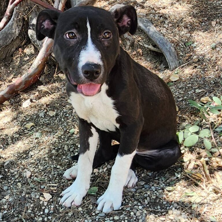 Adoptable Dog Sophie