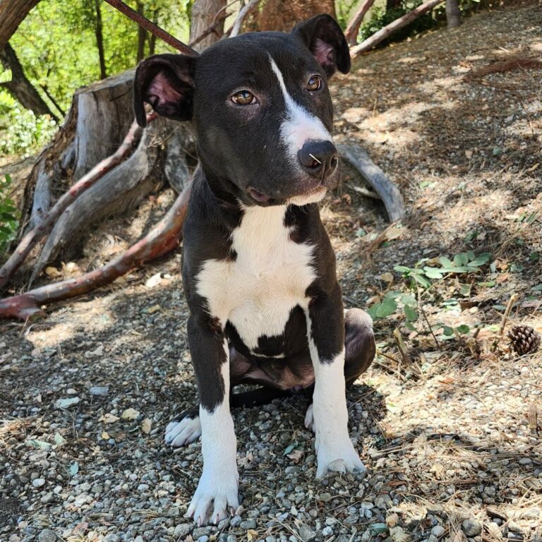 Adoptable Dog Sophie