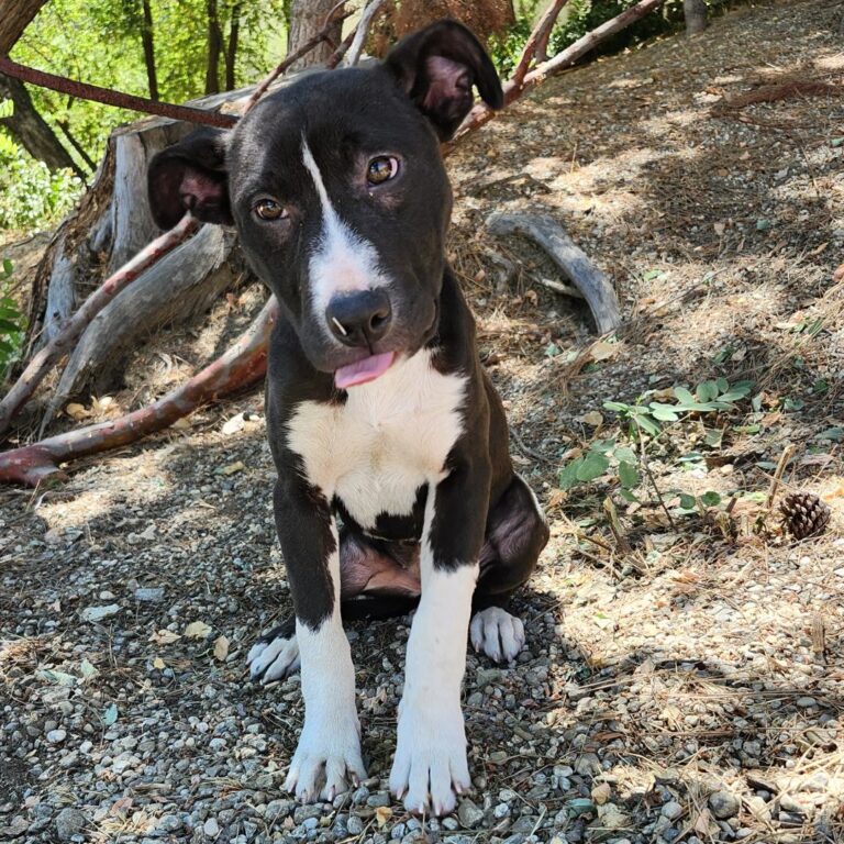 Adoptable Dog Sophie