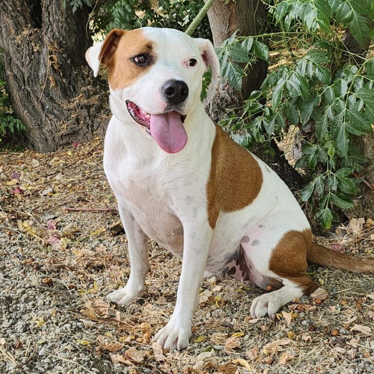 Adoptable Dog Winnie
