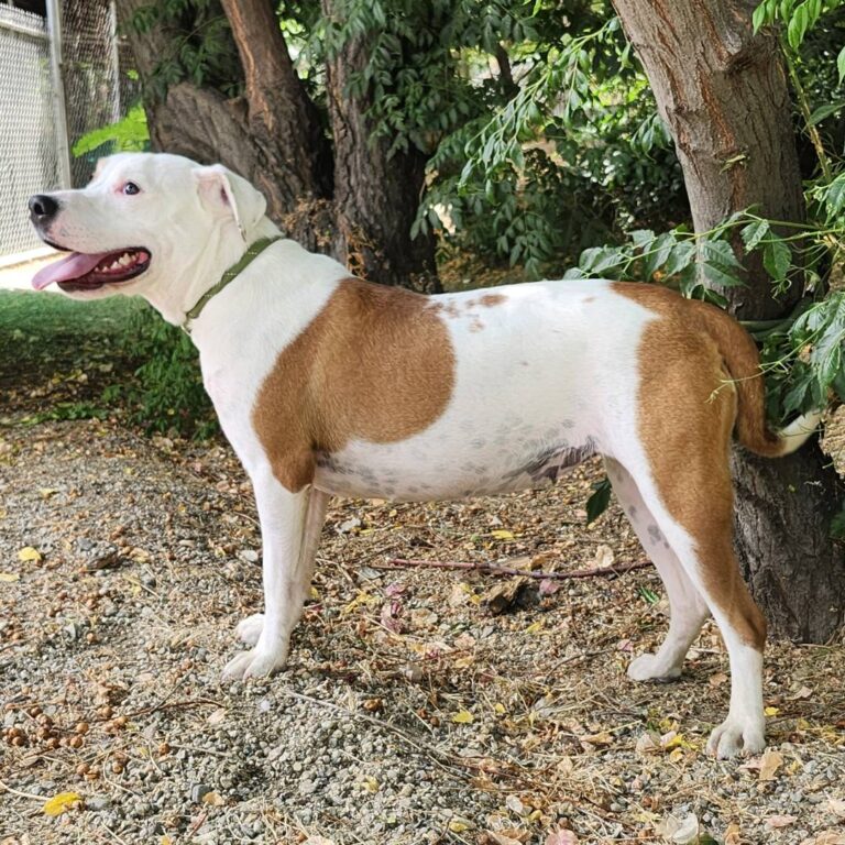Adoptable Dog Winnie