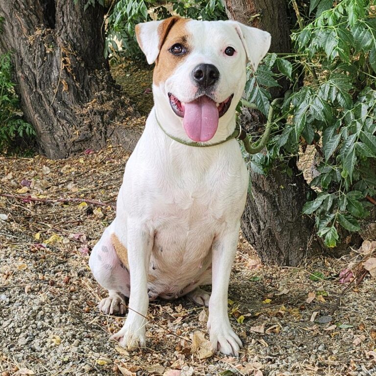 Adoptable Dog Winnie
