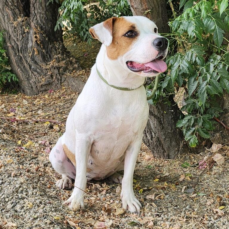 Adoptable Dog Winnie