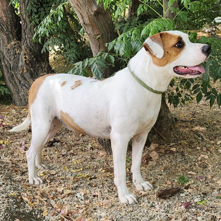 Adoptable Dog Winnie