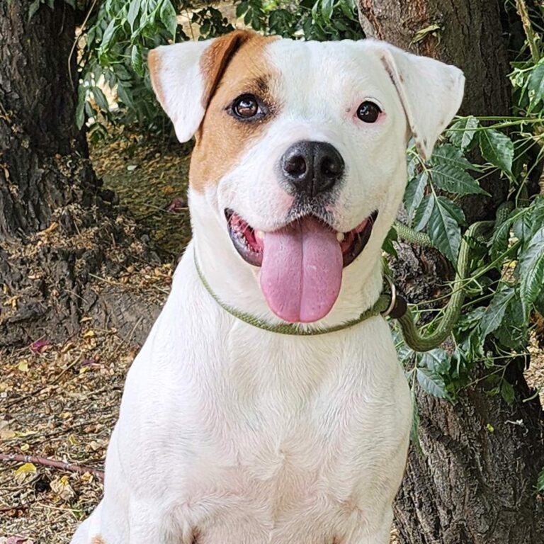 Adoptable Dog Winnie