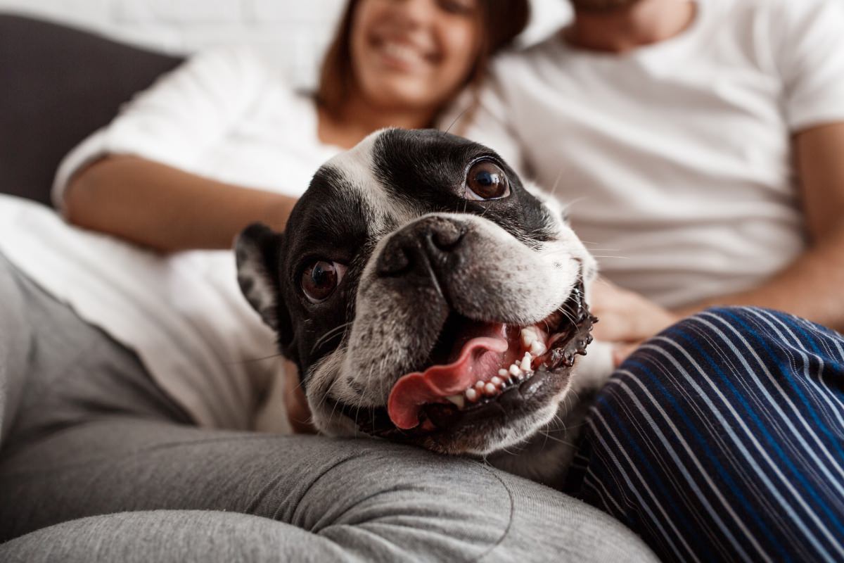 Rescued dog cuddling on the lap of a couple, symbolizing adoption, rescue, and the joy of a new loving home.