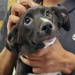 Adoptable Dog Amore