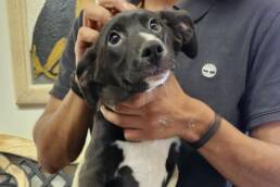 Adoptable Dog Amore