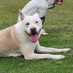 Adoptable Dog Angel