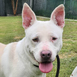 Adoptable Dog Angel