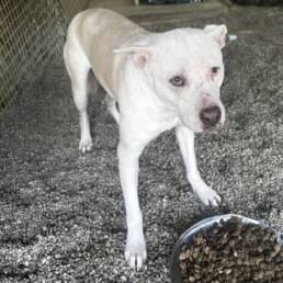 Adoptable Dog Angel
