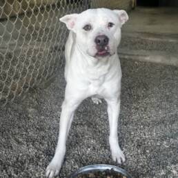 Adoptable Dog Angel