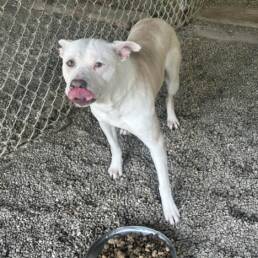 Adoptable Dog Angel
