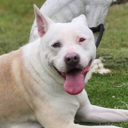 Adoptable Dog Angel