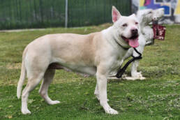 Adoptable Dog Angel