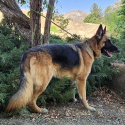 Adoptable Dog Atlas