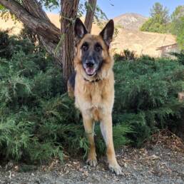 Adoptable Dog Atlas