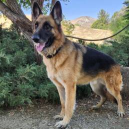 Adoptable Dog Atlas